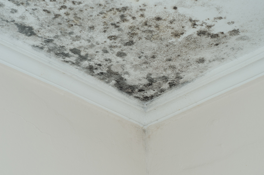 Mold Problem