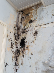 Mold Remediation